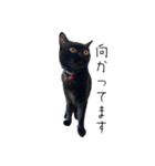黒猫のけんちゃん（個別スタンプ：17）