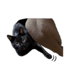 黒猫のけんちゃん（個別スタンプ：20）