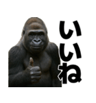 毎日使えるゴリラ【エッホエッホ】（個別スタンプ：7）