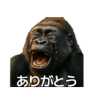 毎日使えるゴリラ【エッホエッホ】（個別スタンプ：10）
