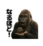 毎日使えるゴリラ【エッホエッホ】（個別スタンプ：11）