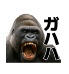 毎日使えるゴリラ【エッホエッホ】（個別スタンプ：21）