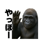 毎日使えるゴリラ【エッホエッホ】（個別スタンプ：22）
