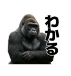 毎日使えるゴリラ【エッホエッホ】（個別スタンプ：25）