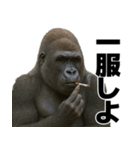 毎日使えるゴリラ【エッホエッホ】（個別スタンプ：28）