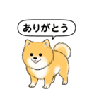 ポメラニアン(オレンジ)（個別スタンプ：1）