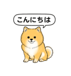 ポメラニアン(オレンジ)（個別スタンプ：2）