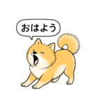 ポメラニアン(オレンジ)（個別スタンプ：3）