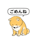 ポメラニアン(オレンジ)（個別スタンプ：4）