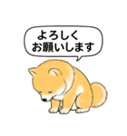 ポメラニアン(オレンジ)（個別スタンプ：5）