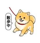 ポメラニアン(オレンジ)（個別スタンプ：9）