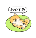 ポメラニアン(オレンジ)（個別スタンプ：11）