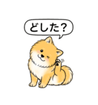 ポメラニアン(オレンジ)（個別スタンプ：12）