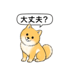 ポメラニアン(オレンジ)（個別スタンプ：13）