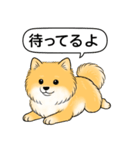 ポメラニアン(オレンジ)（個別スタンプ：14）