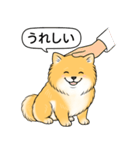 ポメラニアン(オレンジ)（個別スタンプ：15）