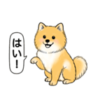 ポメラニアン(オレンジ)（個別スタンプ：16）