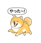 ポメラニアン(オレンジ)（個別スタンプ：18）