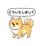 ポメラニアン(オレンジ)（個別スタンプ：19）
