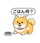 ポメラニアン(オレンジ)（個別スタンプ：21）