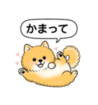 ポメラニアン(オレンジ)（個別スタンプ：22）