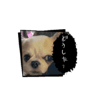 可愛い犬たちのスタンプ！（個別スタンプ：1）