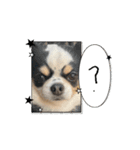 可愛い犬たちのスタンプ！（個別スタンプ：2）