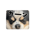 可愛い犬たちのスタンプ！（個別スタンプ：3）