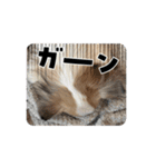 可愛い犬たちのスタンプ！（個別スタンプ：7）