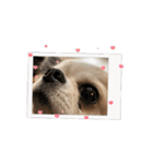 可愛い犬たちのスタンプ！（個別スタンプ：9）