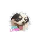 可愛い犬たちのスタンプ！（個別スタンプ：11）