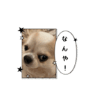 可愛い犬たちのスタンプ！（個別スタンプ：12）