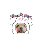 可愛い犬たちのスタンプ！（個別スタンプ：14）