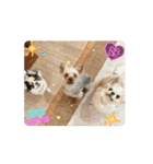 可愛い犬たちのスタンプ！（個別スタンプ：15）
