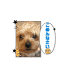 可愛い犬たちのスタンプ！（個別スタンプ：16）