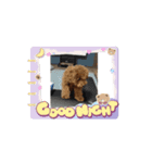 ゲット専務スタンプ（個別スタンプ：2）