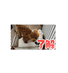ゲット専務スタンプ（個別スタンプ：6）