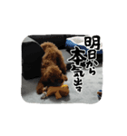 ゲット専務スタンプ（個別スタンプ：7）