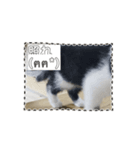 うちのnekoシリーズ5（個別スタンプ：4）