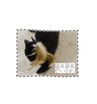 うちのnekoシリーズ5（個別スタンプ：5）