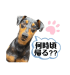 ミニチュアピンシャーオレンジ（個別スタンプ：9）