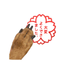 ミニチュアピンシャーオレンジ（個別スタンプ：10）