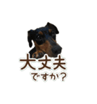 ミニチュアピンシャーオレンジ（個別スタンプ：11）