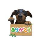 ミニチュアピンシャーオレンジ（個別スタンプ：15）
