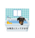 ミニチュアピンシャーオレンジ（個別スタンプ：22）