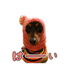 ミニチュアピンシャーオレンジ（個別スタンプ：30）
