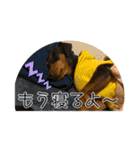 ミニチュアピンシャーオレンジ（個別スタンプ：31）