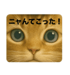 ニャンちゃってポリス ぎん＆ひめニャン（個別スタンプ：1）