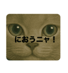 ニャンちゃってポリス ぎん＆ひめニャン（個別スタンプ：3）