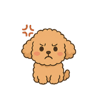 ⭐︎トイプードル⭐︎（日常使い・手書き風）（個別スタンプ：1）